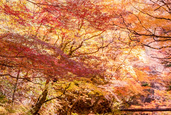 Mt. Odami Valley