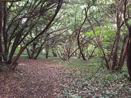 Bailey Arboretum