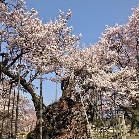 Yamataka Jindai Cherry Blossom