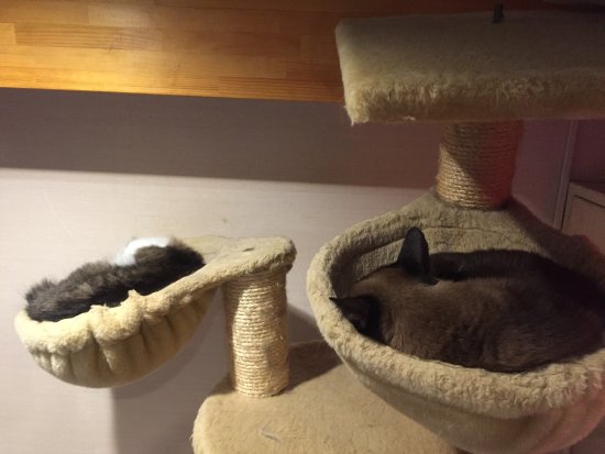Cat Cafe Manekineko
