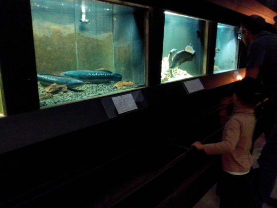 Fresh-Water Fish Aquarium