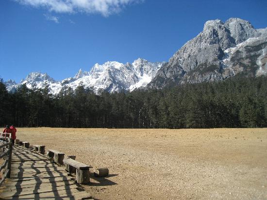Lijiang Spruce Plain