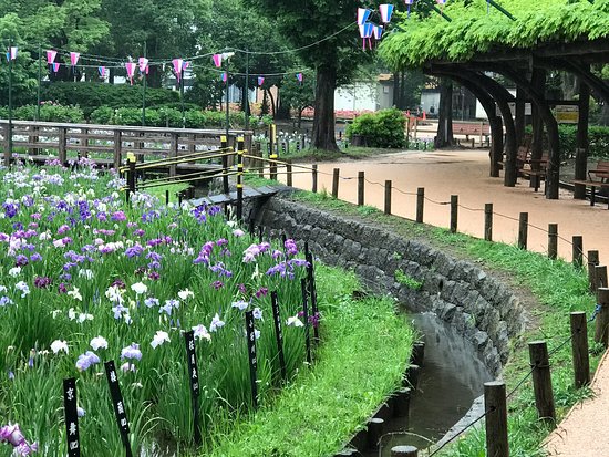 Shobu Numa Park