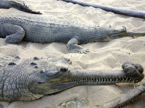 Crocodile Breeding Centre