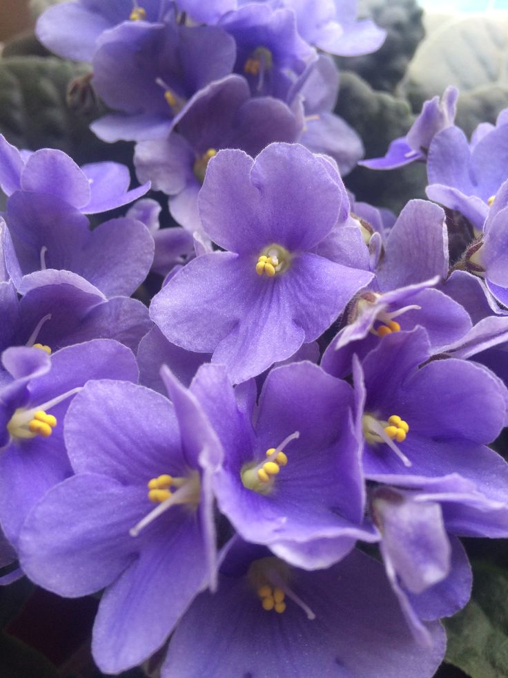 African Violet and Garden Centre
