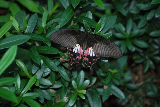 Butterfly Park & Insect Kingdom