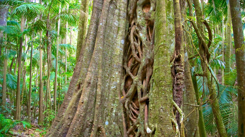 The Palm Grove Section of the Tamborine National Park