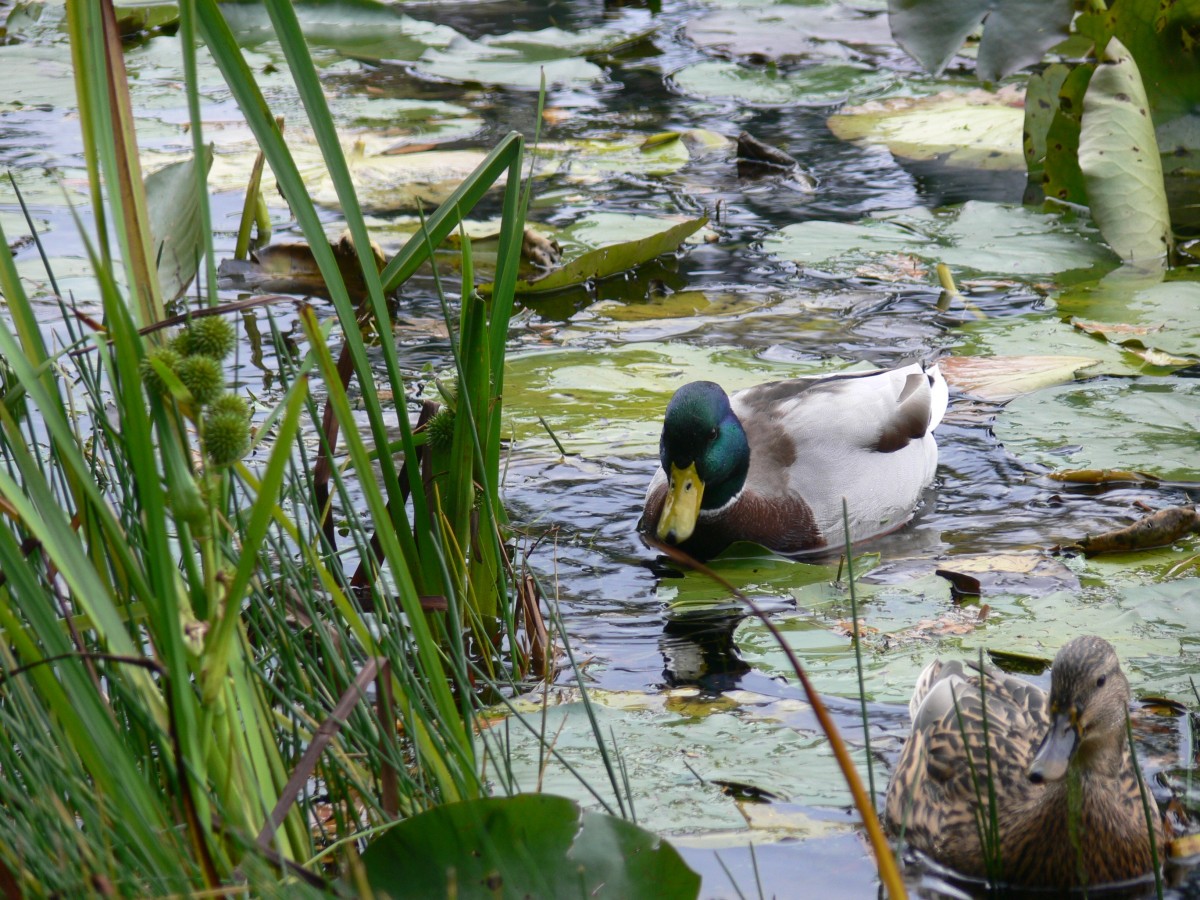 Bellrose Waterfowl Reserve