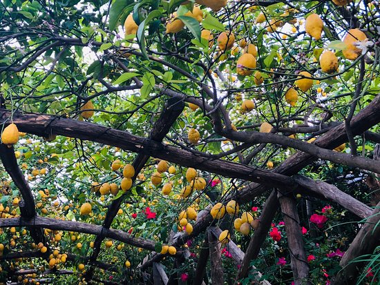 I Giardini di Cataldo