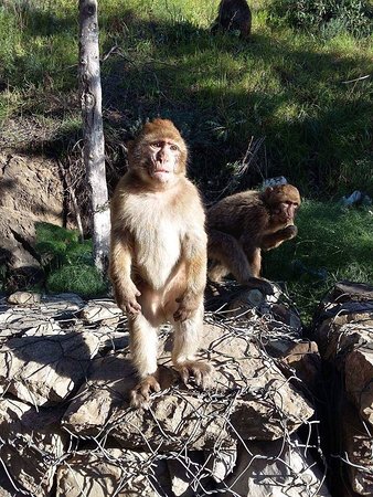 Ruisseau des singes