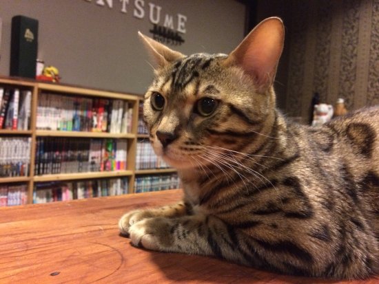 Cat Cafe Nyantsume