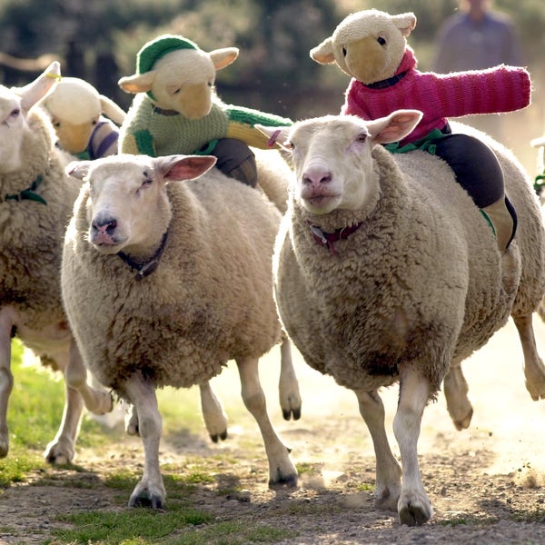 The Big Sheep.