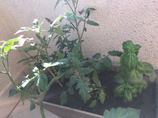 Antoniucci Vivero Productor