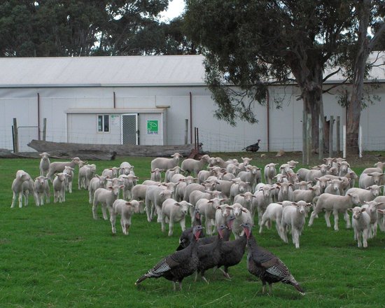 Island Pure Sheep Dairy