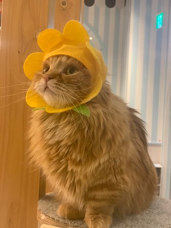 Cat Cafe Mocha Aeon Lake Town