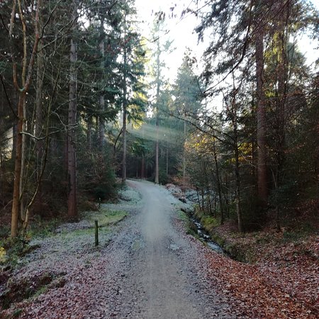 Wyre Forest