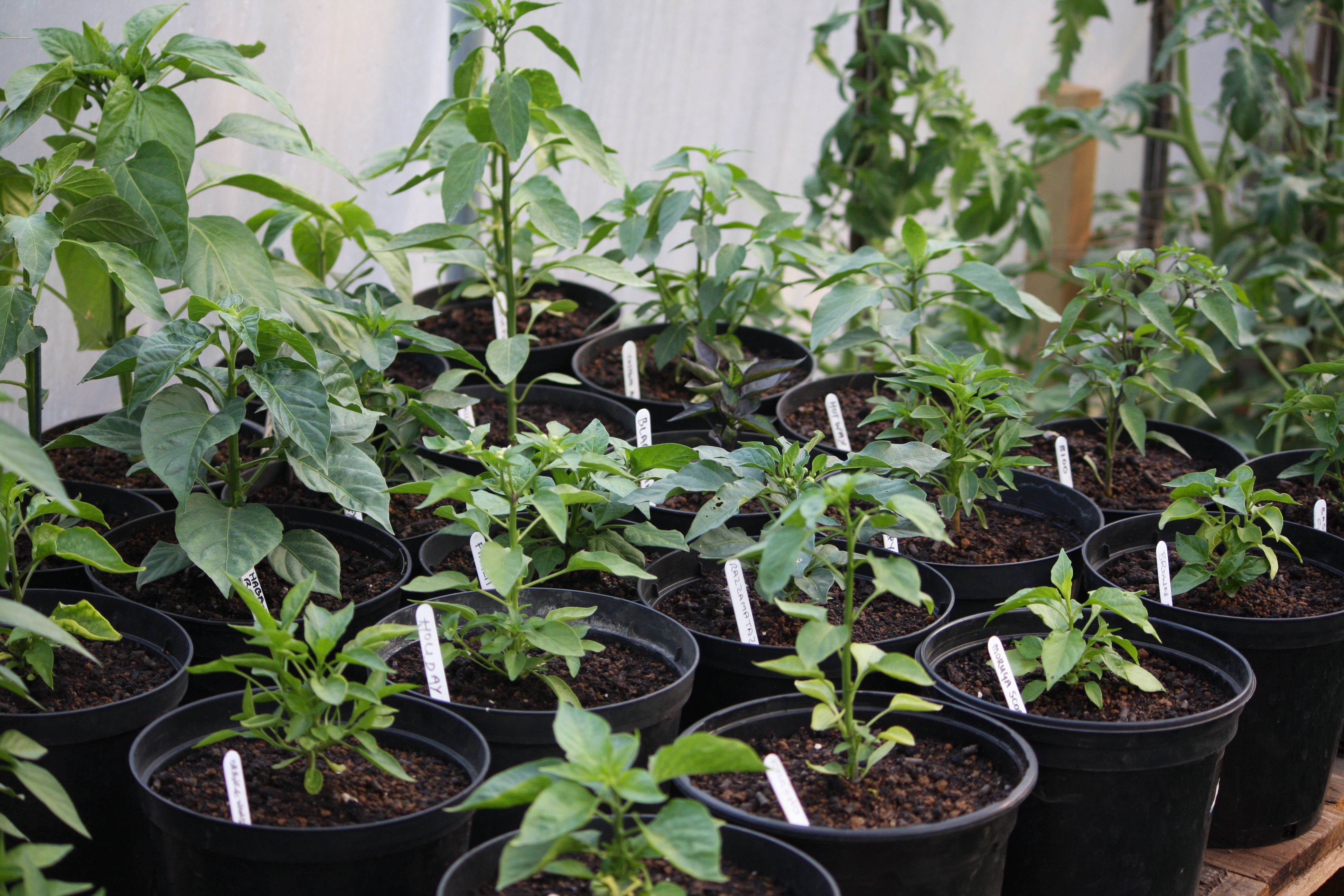 The Norfolk Chilli Farm