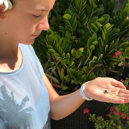 Les Perles D'Havaiki