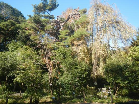 Koshigaya Aritaki Botanical Garden