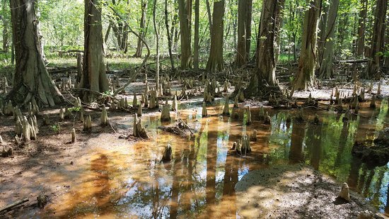 Battle Creek Cypress Swamp Sanctuary