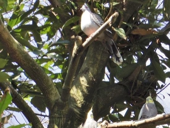 Campbelltown Forest of Wild Birds