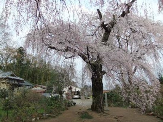 Fujuzawano Okakuzakura