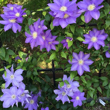 Clematis no Oka