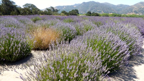 Andre Organic Lavender