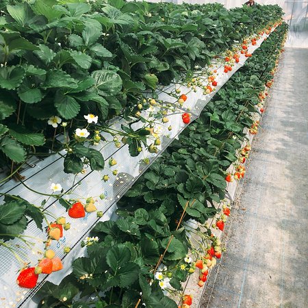 Koshigaya Strawberry Suga Farm