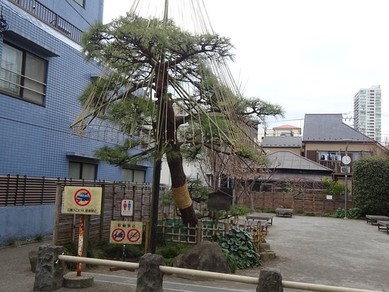 Pine Tree Square