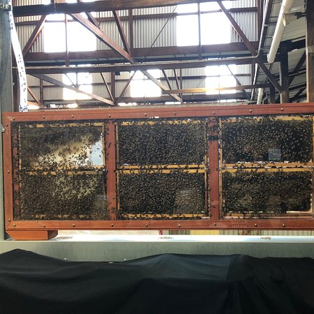 Beekeepers hoard
