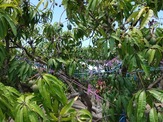 Golden Drop Mango Winery