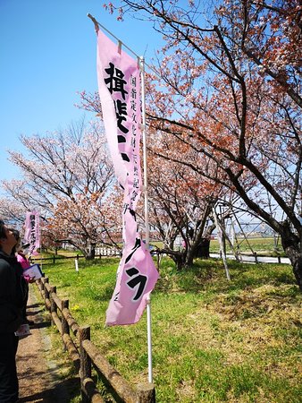 Ibi Nido Zakura Cherry Blossom
