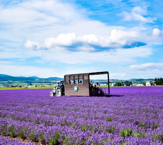 Farm Tomita Lavender East