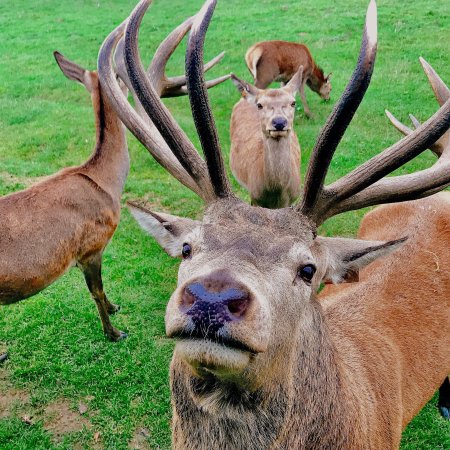 Snettisham Park