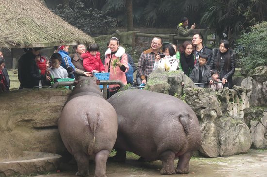 Chongqing Zoo (Chongqing Dongwuyuan)