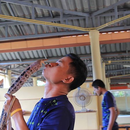Phuket Cobra Show and Snake Farm