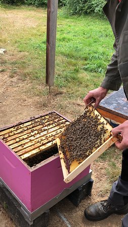 Le Rucher de L'Abeille Noire