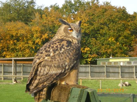 Rare Breeds Centre