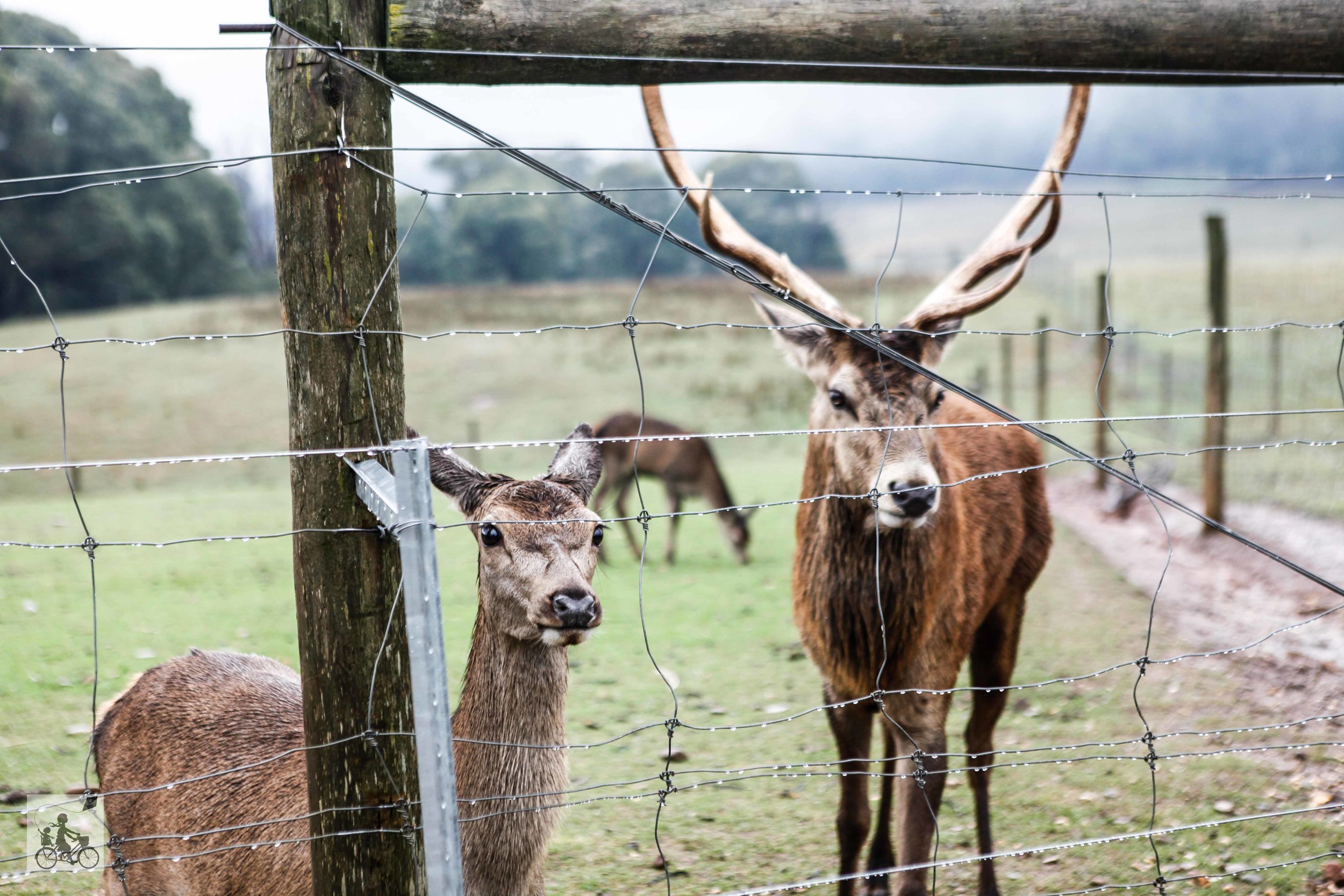 Red Stag - Deer and Emu Farm