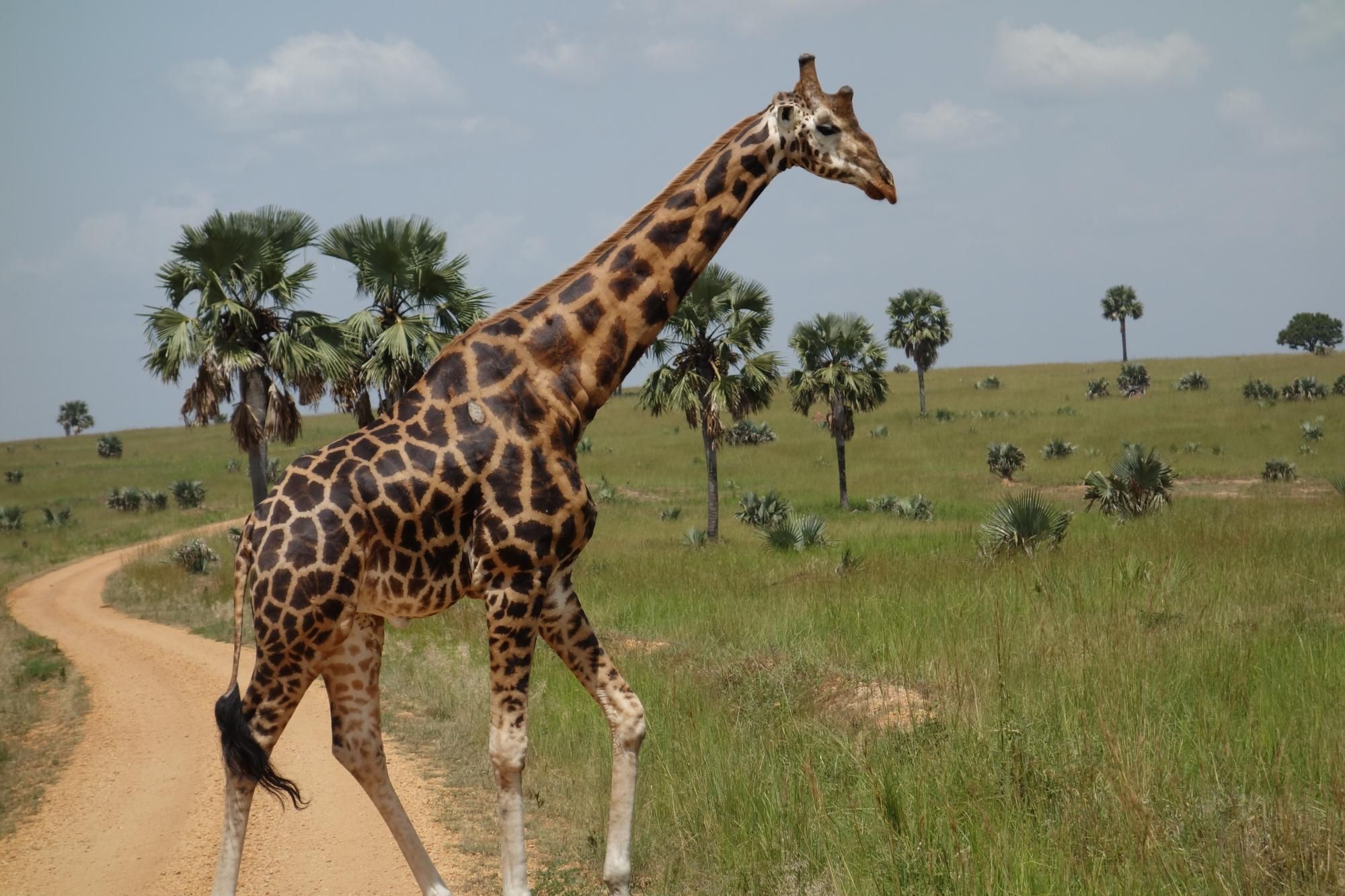 Africa Adventure Safaris