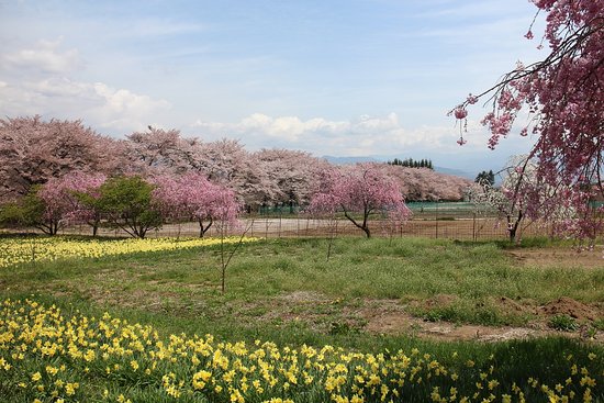 Sanehara Sakura Street