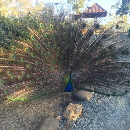 Parc zoologique et forestier