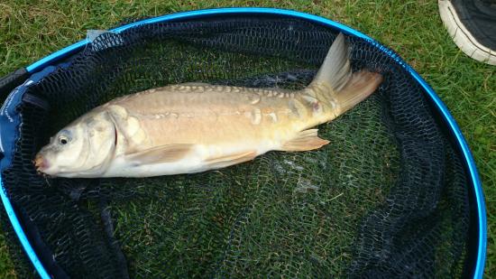 Shirkoak Fisheries