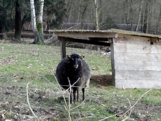 Tier- und Pflanzenpark Fasanerie