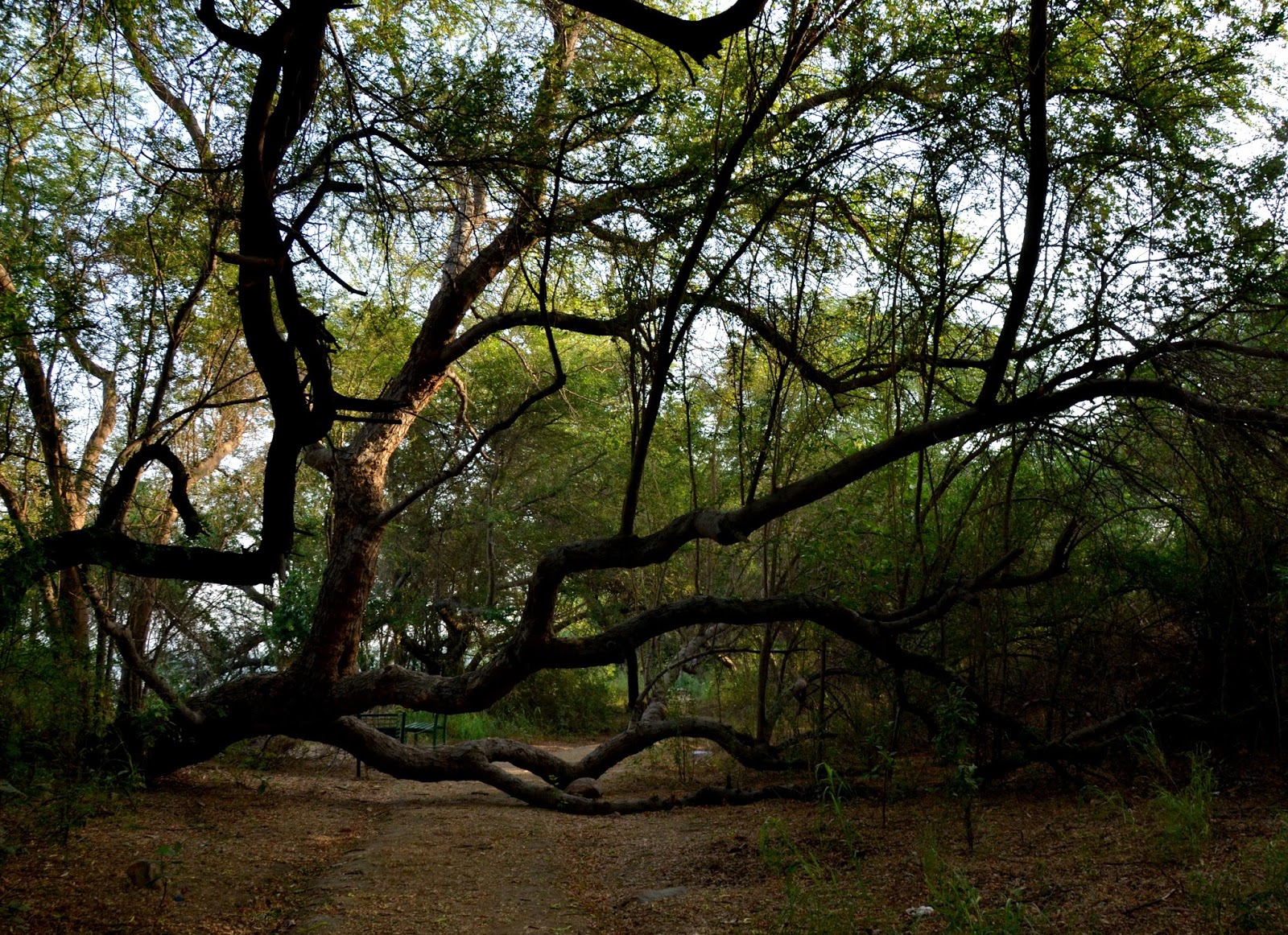 Okhla Bird Sanctuary