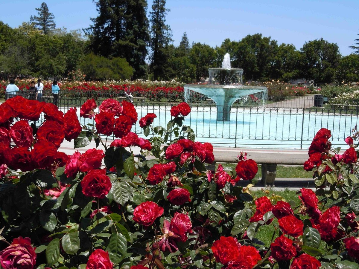 Municipal Rose Garden