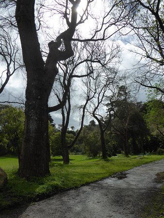 Colonial Historic Trees