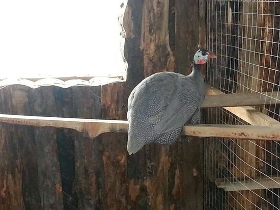 Green Farmstead Bird Park