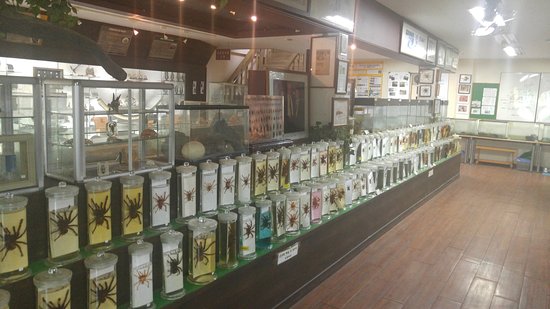 Jupil Spider Museum